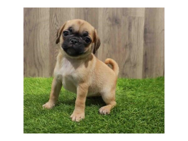 Puggle Dog Female Fawn 20396 Petland Topeka, Kansas