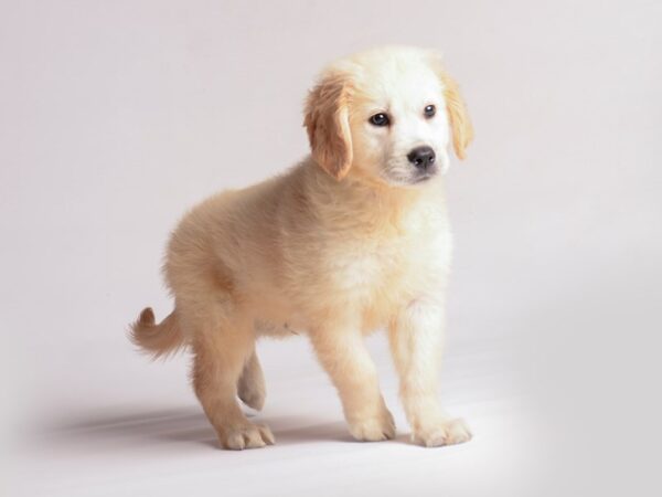 Golden Retriever Dog Male Golden 20393 Petland Topeka, Kansas