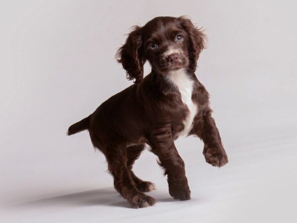 Cocker Spaniel Dog Female Brown 20392 Petland Topeka, Kansas