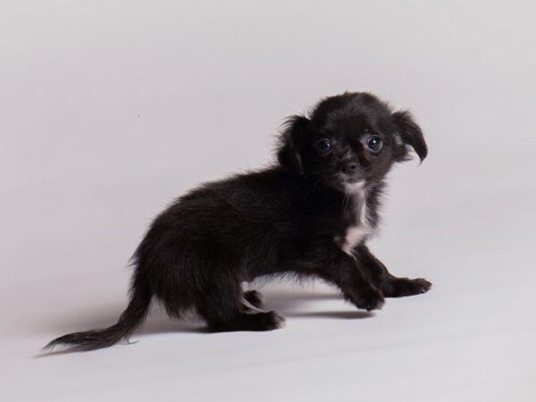 Chihuahua Dog Male Black 20391 Petland Topeka, Kansas