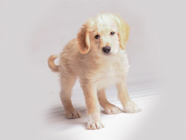 Goldendoodle Dog Female Cream 20390 Petland Topeka, Kansas