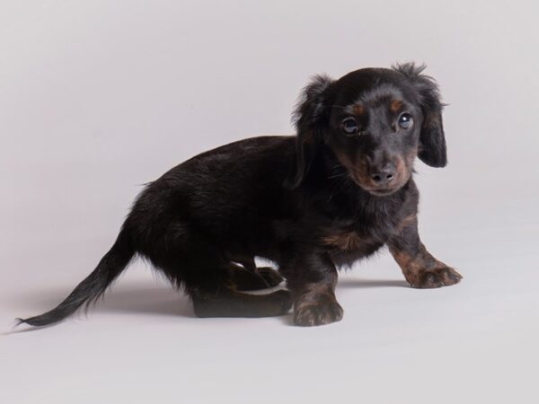 Dachshund Dog Male Black / Tan 20387 Petland Topeka, Kansas