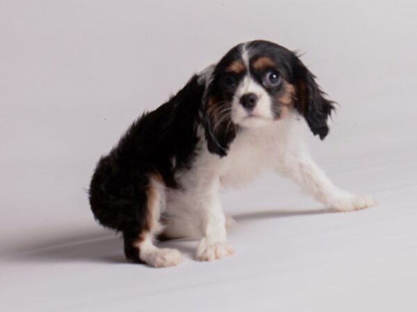 Cavalier King Charles Spaniel Dog Female Black Tan / White 20386 Petland Topeka, Kansas