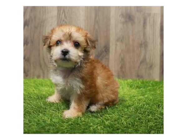 Yorkiepoo-Dog-Female-Sable-20408-Petland Topeka, Kansas