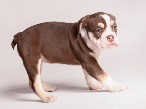 English Bulldog-Dog-Female-Chocolate Tri-20415-Petland Topeka, Kansas