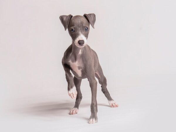 Italian Greyhound-Dog-Female-Blue-20413-Petland Topeka, Kansas