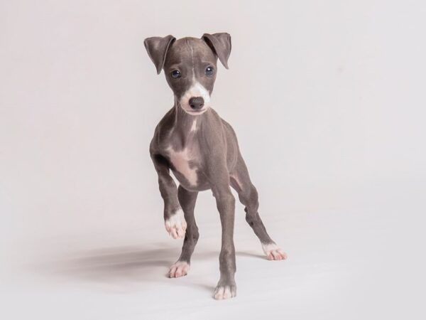 Italian Greyhound Dog Female Blue 20413 Petland Topeka, Kansas