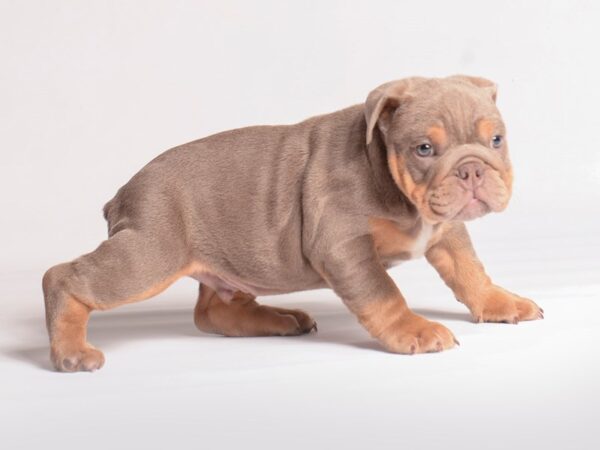 Bulldog Dog Male Blue Fawn 20401 Petland Topeka, Kansas