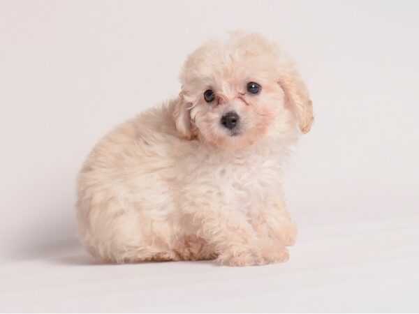 Miniature Poodle-Dog-Female-Cream-20360-Petland Topeka, Kansas