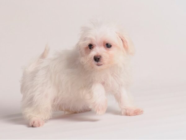 Maltese Dog Female White 20355 Petland Topeka, Kansas