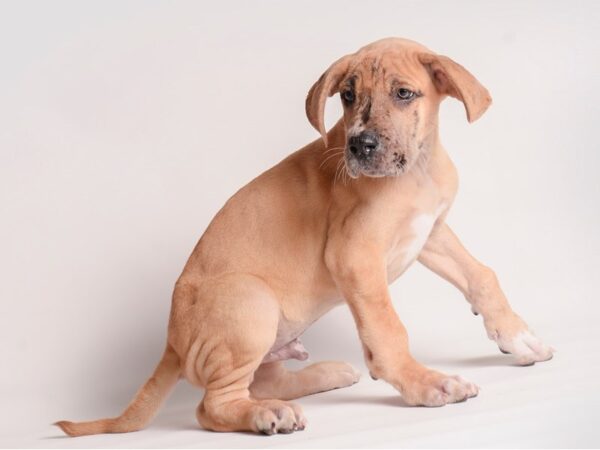 Great Dane Dog Male Fawn 20344 Petland Topeka, Kansas