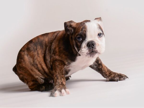 English Bulldog-Dog-Female-Brindle and White-20364-Petland Topeka, Kansas