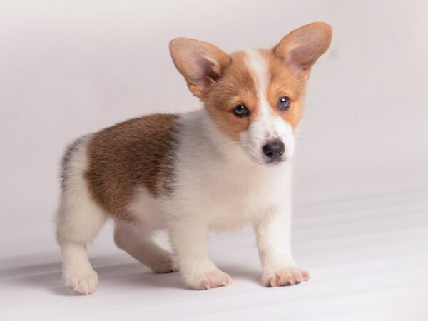 Pembroke Welsh Corgi Dog Female Red and White 20377 Petland Topeka, Kansas