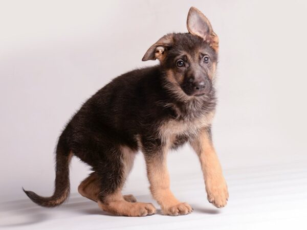 German Shepherd Dog Female Black and Tan 20375 Petland Topeka, Kansas