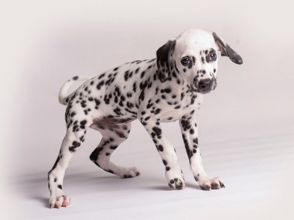 Dalmatian-Dog-Female-White / Black-20370-Petland Topeka, Kansas
