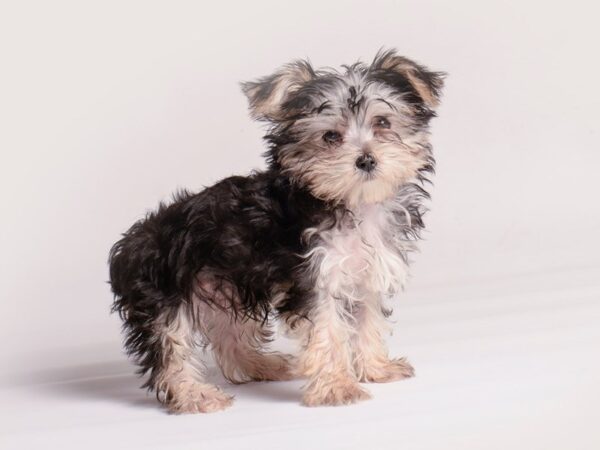 Morkie Dog Male Black / Tan 20369 Petland Topeka, Kansas