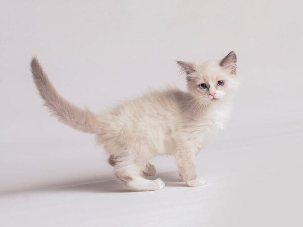 Ragdoll Cat Female Blue Point/Bicolor 20399 Petland Topeka, Kansas