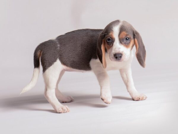 Beagle Dog Female Blue / White 20395 Petland Topeka, Kansas