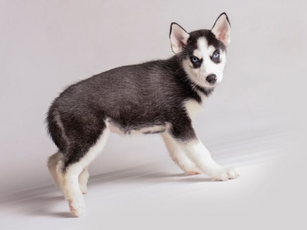 Siberian Husky Dog Female Black / White 20389 Petland Topeka, Kansas