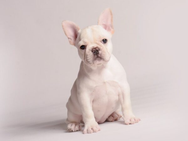 French Bulldog-Dog-Female-Cream-20418-Petland Topeka, Kansas
