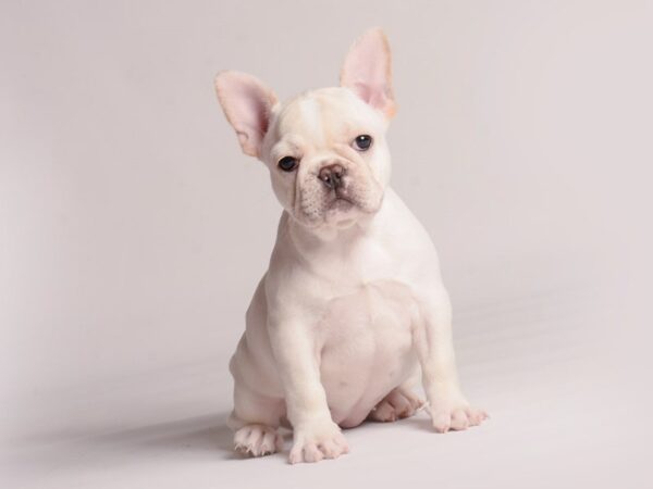 French Bulldog Dog Female Cream 20418 Petland Topeka, Kansas