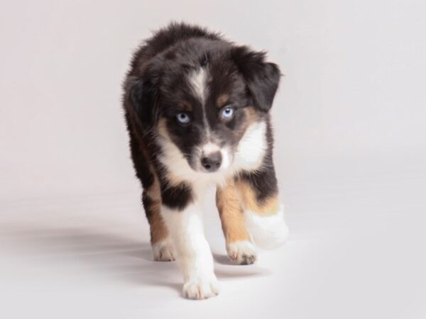 Australian Shepherd Dog Female Black / White 20409 Petland Topeka, Kansas