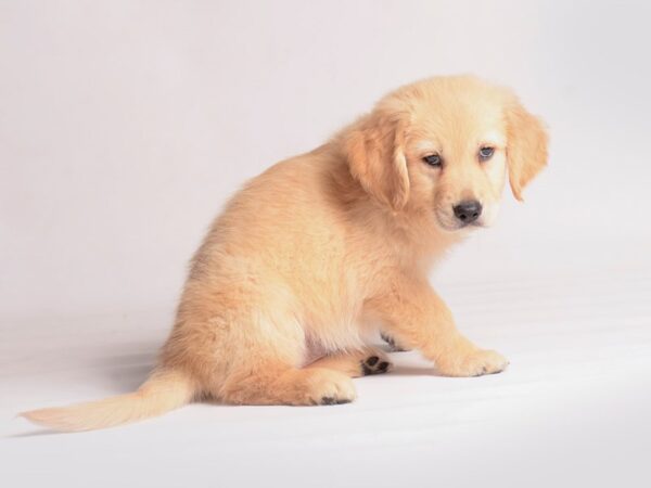 Golden Retriever Dog Female Light Golden 20405 Petland Topeka, Kansas