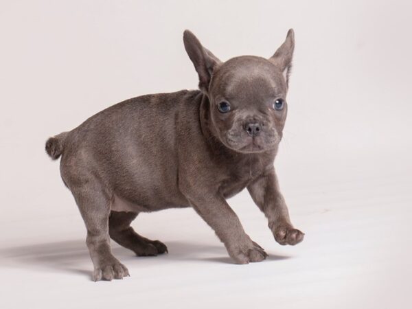 French Bulldog Dog Female Blue 20404 Petland Topeka, Kansas