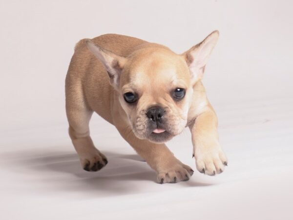 French Bulldog-Dog-Female-Fawn-20403-Petland Topeka, Kansas