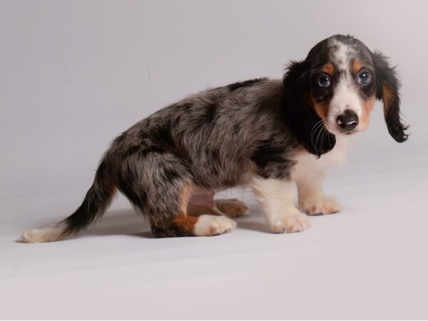 Dachshund Dog Male Piebald Dapple 20441 Petland Topeka, Kansas