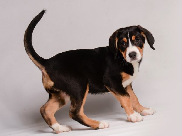 Greater Swiss Mountain Dog-Dog-Female-Black, White / Red-20439-Petland Topeka, Kansas