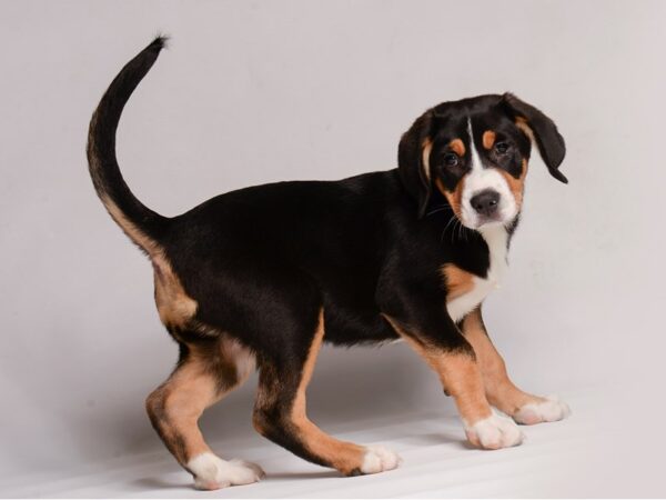 Greater Swiss Mountain Dog Dog Female Black, White / Red 20439 Petland Topeka, Kansas