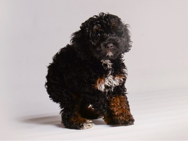 Cock A Poo-Dog-Female-Black / Tan-20437-Petland Topeka, Kansas