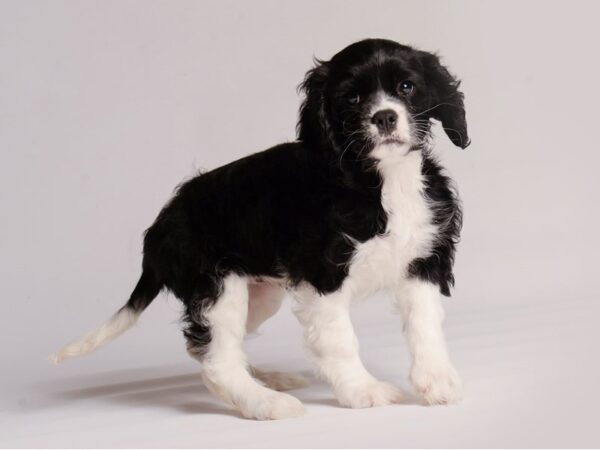 Cockalier Dog Female Black 20436 Petland Topeka, Kansas