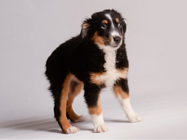 Miniature Australian Shepherd Dog Female Tri-Colored 20435 Petland Topeka, Kansas