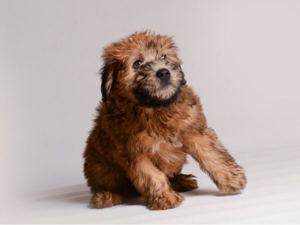 Soft Coated Wheaten Terrier Dog Female Wheaten 20434 Petland Topeka, Kansas