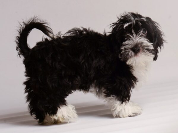 Havanese Dog Male Black / White 20433 Petland Topeka, Kansas