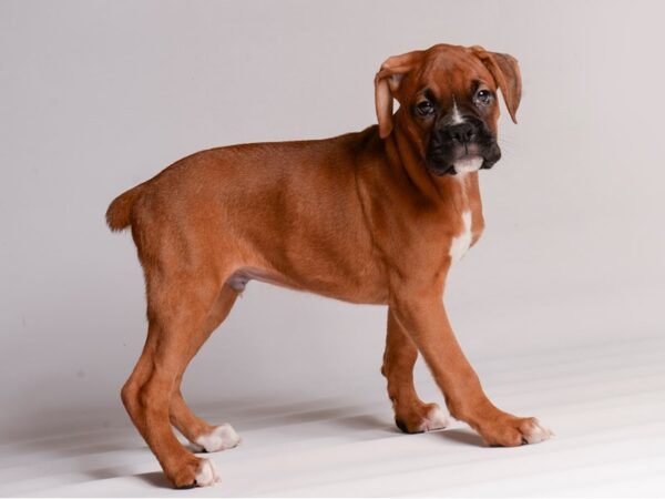 Boxer Dog Male Fawn 20431 Petland Topeka, Kansas