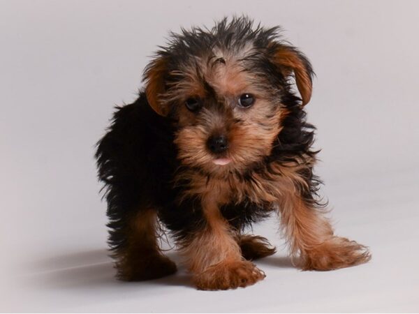 Yorkshire Terrier Dog Female Black / Tan 20429 Petland Topeka, Kansas