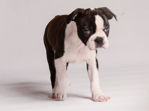 Boston Terrier-Dog-Female--20425-Petland Topeka, Kansas