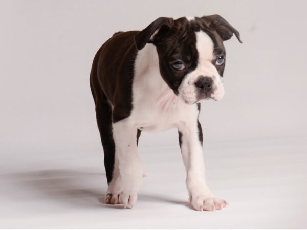 Boston Terrier Dog Female 20425 Petland Topeka, Kansas