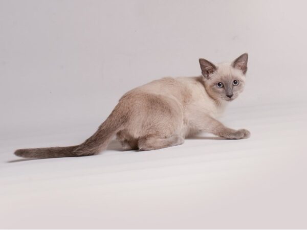 Siamese Cat Female Blue Point 20424 Petland Topeka, Kansas