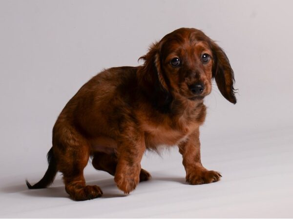 Dachshund Dog Male Red Sable 20423 Petland Topeka, Kansas