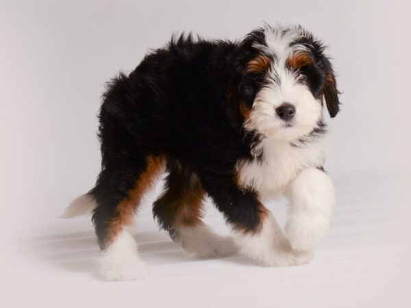 Bernedoodle Mini Dog Female Tri Color 20450 Petland Topeka, Kansas