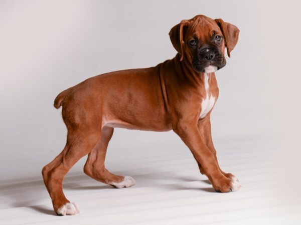 Boxer Dog Female Mahogany 20448 Petland Topeka, Kansas