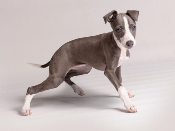 Italian Greyhound-Dog-Female-Blue and White-20447-Petland Topeka, Kansas