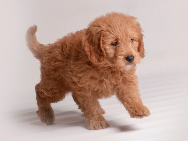 Goldendoodle Mini Dog Female Apricot 20446 Petland Topeka, Kansas