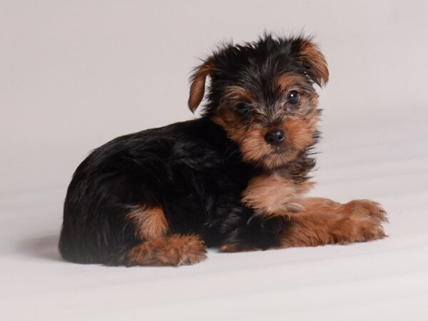 Yorkshire Terrier Dog Female Black / Tan 20444 Petland Topeka, Kansas