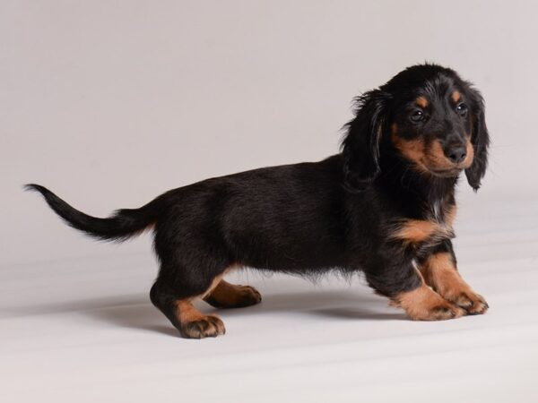 Dachshund-Dog-Female-Black / Tan-20442-Petland Topeka, Kansas