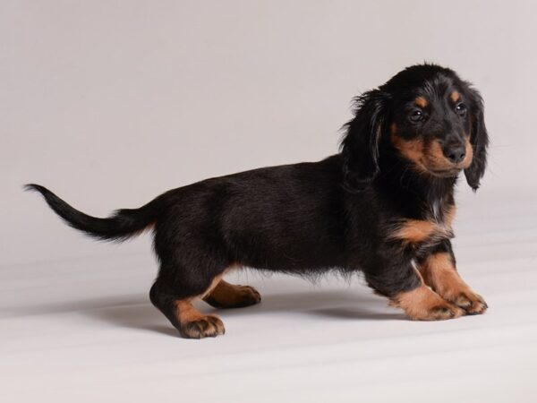 Dachshund Dog Female Black / Tan 20442 Petland Topeka, Kansas